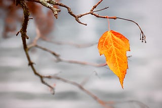 Finding Comfort in Impermanence
