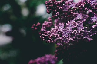 The Lilacs of Life