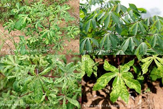 Cassava Diseases, Pests and Control