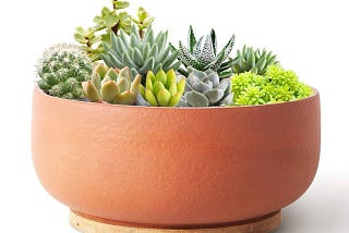 Terracotta Succulent Pot with Bamboo Tray and Drain Hole | Image