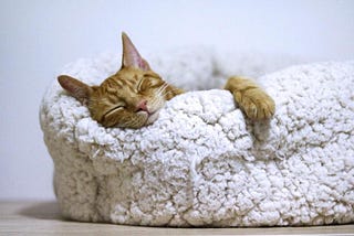 Orange tabby cat sleeping in bed.