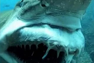 Grey Nurse Shark smiles at scuba diver off NSW coast in terrifying encounter