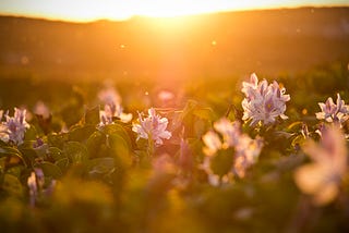 The sun rises over new flowers