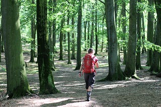 A person, with a backpack, walking through a forest.