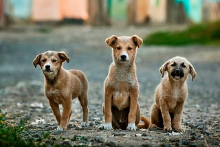 The best things in life bark. Others come with a subscription.
