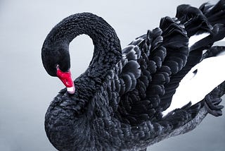 How To Build Your Dream Life With The Black Swan Mindset