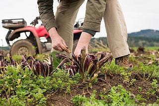 Rebuilding Radicchio