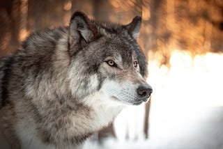 Wolves in Colorado