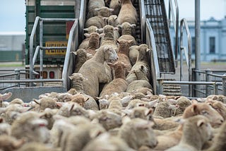 A heard of sheep on an elevator