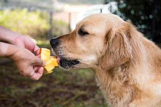 IS YOUR PET A MANGO EATER?