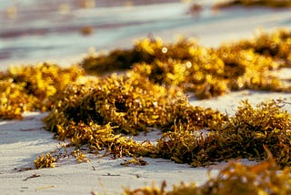 Seaweeds lying on sand