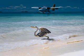 O Avião e o Pássaro