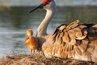 Photo of a mother and baby sandhill crane