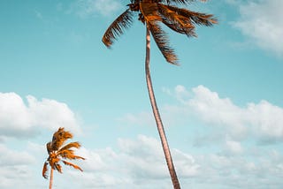 palm trees and the beach