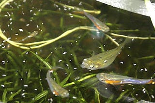 Springtails Live Fish Feeding