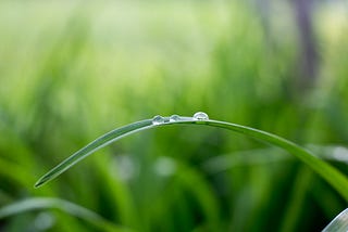 Plants like to hear and play music…did you know?