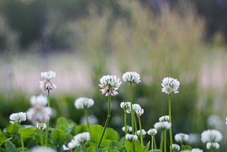The Scent of White Clover