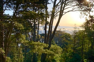 Morning sunrise: behind the forest trees, you can see the Bay Area and the Ocean bathed with orange shades of the sun.