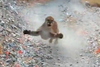 Utah Man Harasses Cougar, Ends Up With Bruised Ego