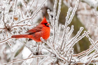 Thank You, Red Bird