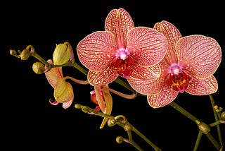 Eco-Friendly Orchid Care Made Simple