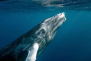 A humpback whale ascending to the surface.