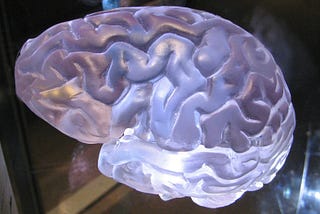 The Extraordinary Human Brain