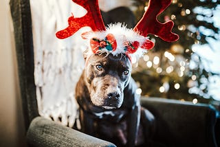 Christmas With Blue
