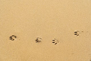 How to identify animal tracks