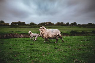 some lambs running in a field