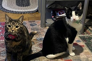 Cats of Istanbul: A Fascinating Journey from Palaces to Mosques