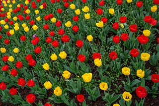 A top view of a garden bed of multiple bright red and yellow flowers.