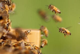 Bees swarming