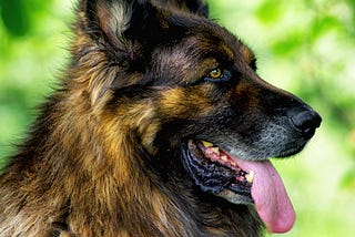 German Shepherd Guide | Facts, Pictures | A-Z Animals