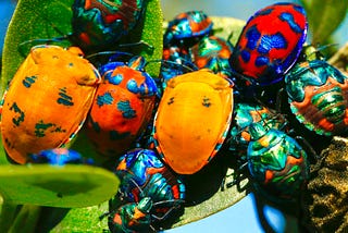 Why are there bugs?