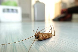 Cockroach Extermination Services