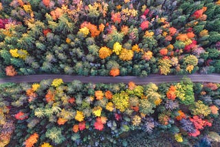 Embracing Autumn: Minding the Gap Between Summer and Winter