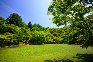 A green lawn surrounded by trees, taken on a summers day