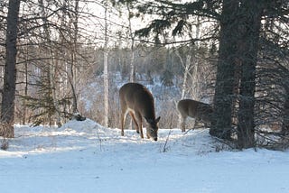 Two Deer