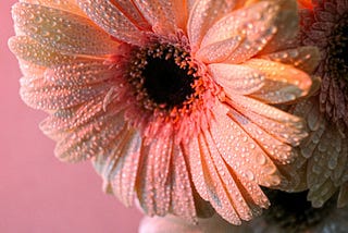 A Beautiful Morning at a Horticultural Farm