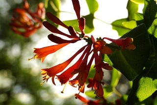 A spray of vibrant orange coral honeysuckle backlit by a sinking spring sun — green leaves aglow.