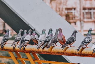Flutter Pigeon — Support Multiple instance APIs