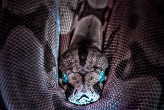 snake with blue eyes