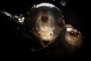 It’s not every day a yet-to-hatch cuttlefish stares back at you through its thin egg membrane.