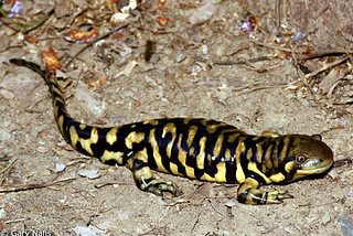 Hybrid Super-Barred Tiger Salamander