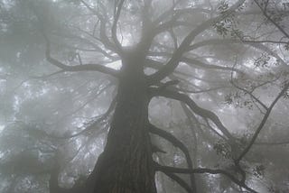 Barren Tree in b&w