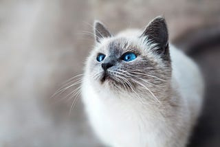 4 Behaviors Your Cat Shows When It’S “Protecting” You And Your Family