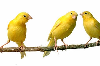 There Are Canaries Dying In The Binance Coal Mine