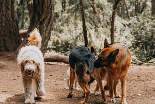 Epiphany From The Dog Park