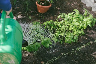 How to Grow Your Own Herb Garden: Tips for Beginners